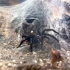 オオグロケブカジョウコグモ