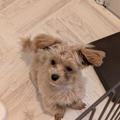 マルプー♀・4カ月の里親を募集します
