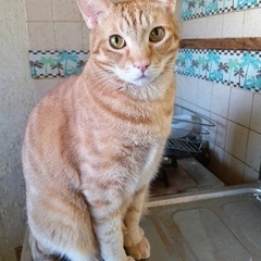 3/22(土)譲渡会⭐️茶トラのシナモンくん - 猫