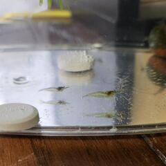 赤ちゃんミナミヌマエビ15匹の画像
