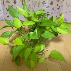 観葉植物、ライムポトス