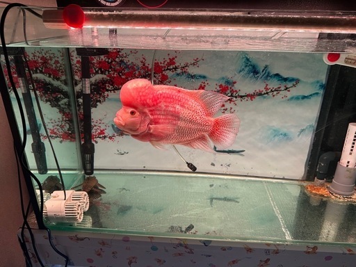 熱帯魚