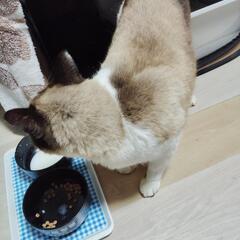 種類を教えて
