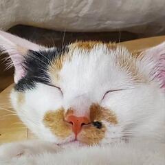 白三毛猫とても仲良し姉妹　活発な性格のミケチヨちゃん　女の子　推定9か月 - 川崎市