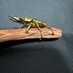 ババオウゴンオニペア　B品