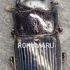 ⏸️‼️🉐フィリピンネブト♂2 ♀2の画像