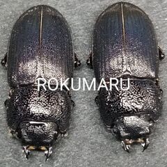 ⏸️‼️🉐フィリピンネブト♂2 ♀2の画像