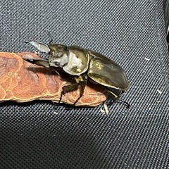 ババオウゴンオニペア
