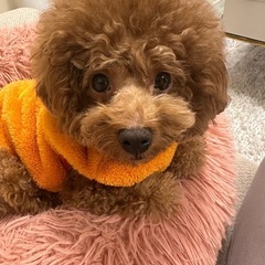 犬友さん募集🐕🐾