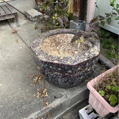 石鉢