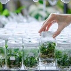 植物　組織培養　メリクロン　方法
