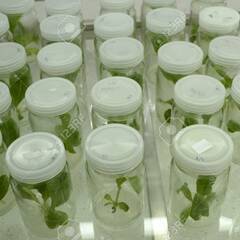 植物　組織培養　メリクロン　方法 − 東京都