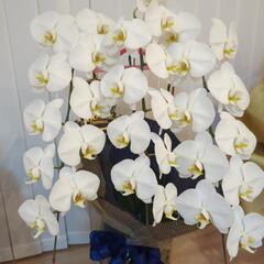 胡蝶蘭　生花