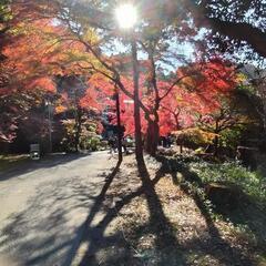 京都オープンチャット🍁独身の仲間！