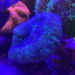 ハナガタサンゴ パープル＆グリーンの画像
