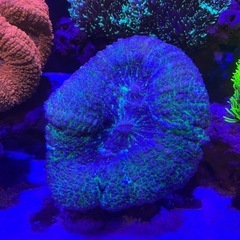 ハナガタサンゴ パープル＆グリーンの画像