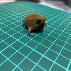 パワーズフクラガエル★3〜4センチ程度★アメフクラガエルではあり...