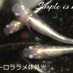 無人めだか販売所　6月22日　10時に営業ｽﾀｰﾄ！　めだか屋GINGA  - 足柄下郡