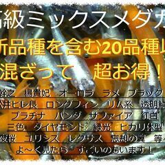 無人めだか販売所　6月22日　10時に営業ｽﾀｰﾄ！　めだか屋GINGA  - ペット