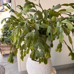 【あげます】②シャコバサボテン