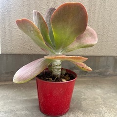 多肉植物　カランコエ⑤の画像