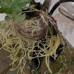 ガラスポット付　モンステラ　デリシオーサ　水耕栽培の画像