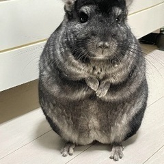 チンチラ　グレーの男の子