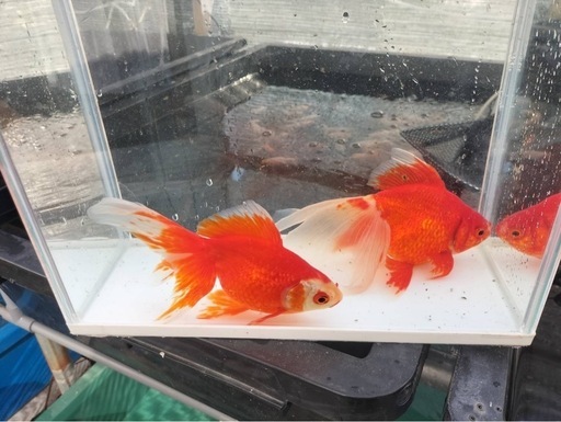 琉金