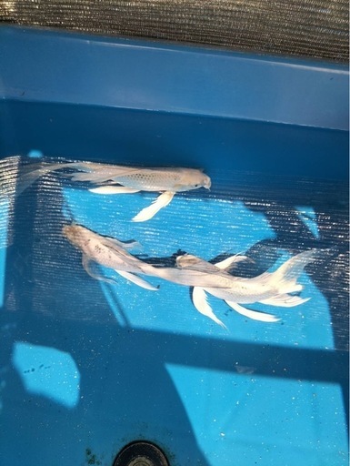 鰭長鯉　ヒレナガゴイ