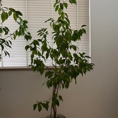 観葉植物　ベンジャミン
