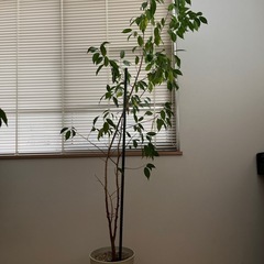 観葉植物　ベンジャミン
