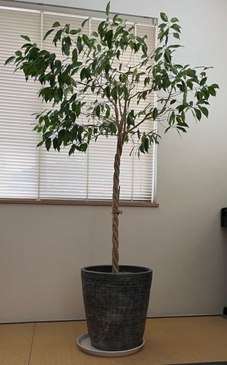 観葉植物　ベンジャミン