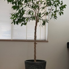 観葉植物　ベンジャミン
