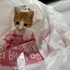 1/3更新 - 猫