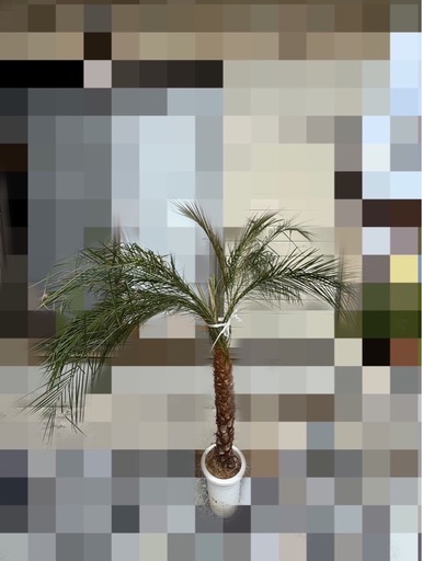 （値下げ）フェニックス