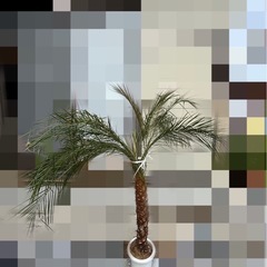 （値下げ）フェニックス