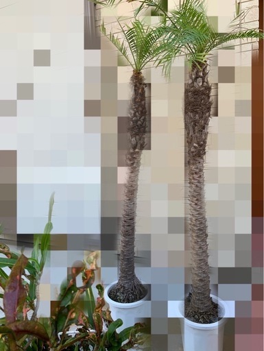 （値下げ）フェニックス