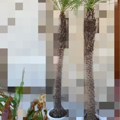 （値下げ）フェニックス