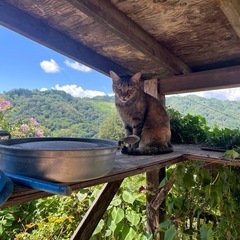 気まぐれ自由奔放な猫様