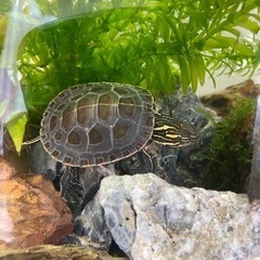 セイブニシキガメ