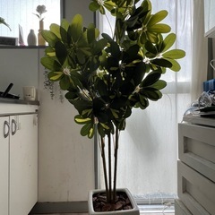 フェイクグリーン