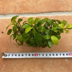 アヌビス　ナナ　プチ ゴールデン　SALE‼️
