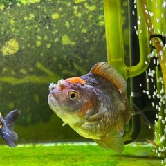 金魚　オランダ　2匹  