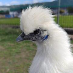 烏骨鶏のメス