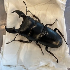 スマトラオオヒラタクワガタ　63mmオス単品