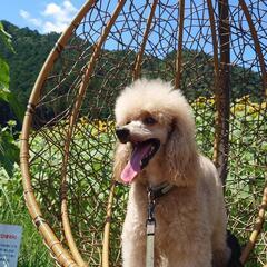 犬友募集