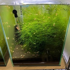 楽天市場】レッドビーシュリンプ ハイグレード 30匹＋α
