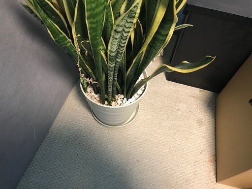 サンスペリア　立派　大　人気　観葉植物　　　