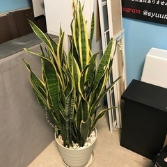 サンスペリア　立派　大　人気　観葉植物　　　