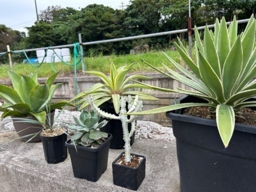 アガベ　鉢上げセット